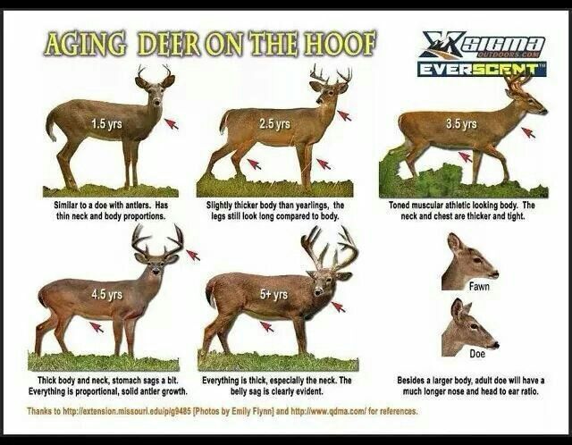 How To Age A Deer And Why It S Important