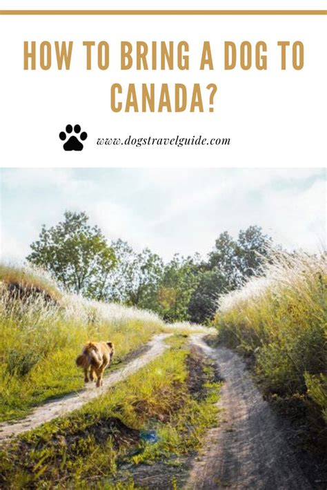 How To Bring A Dog To Canada Rules And Regulations