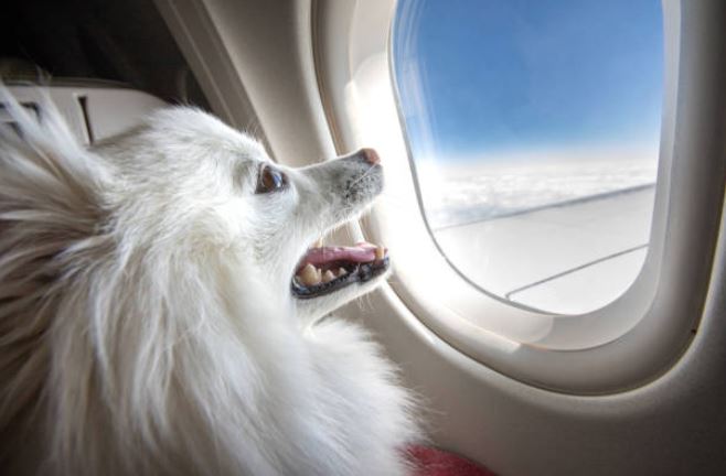 How To Bring Your Dog To America Documents Needed Traveling With Dogs