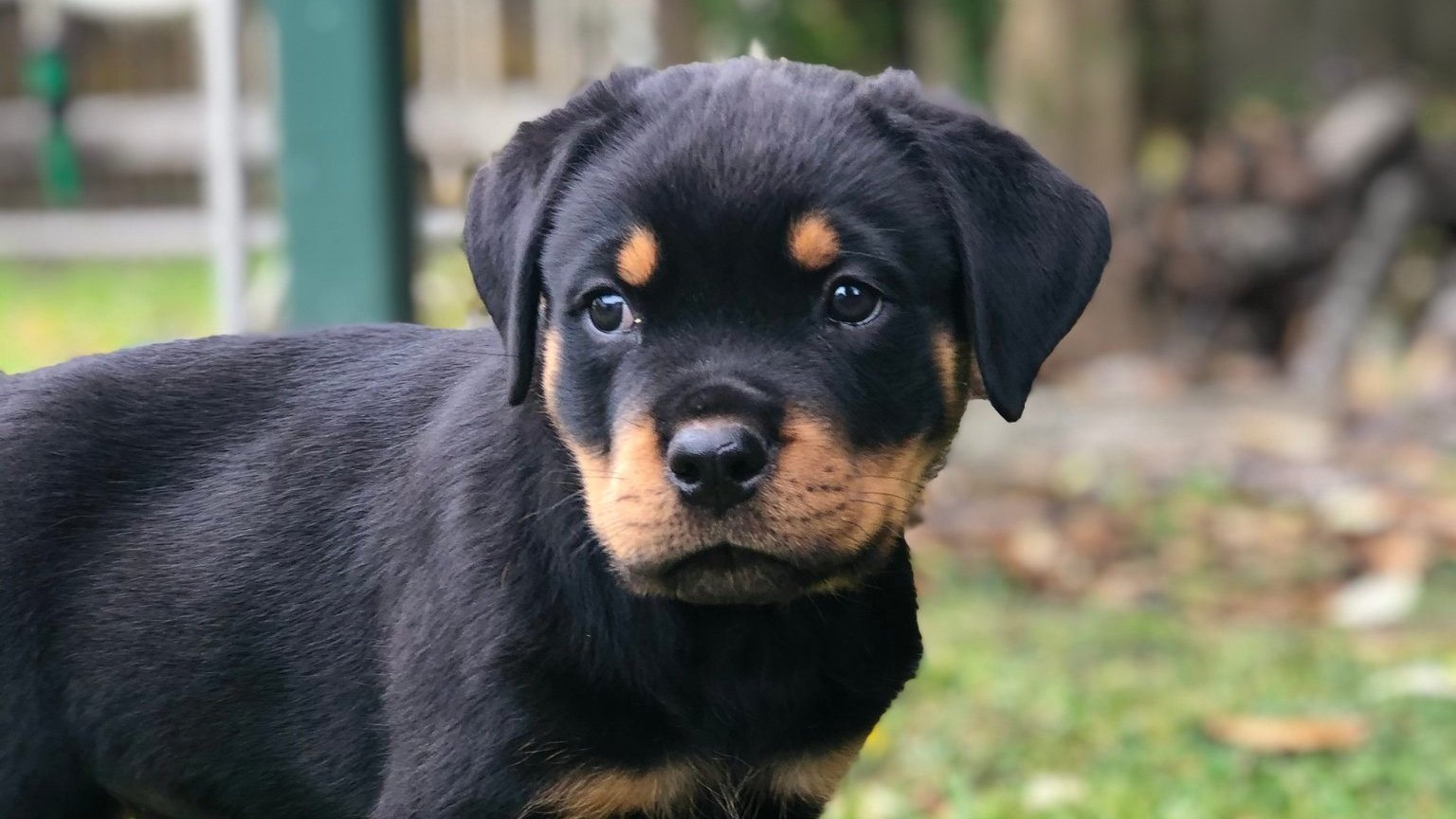 Change Dog Name on Paperwork