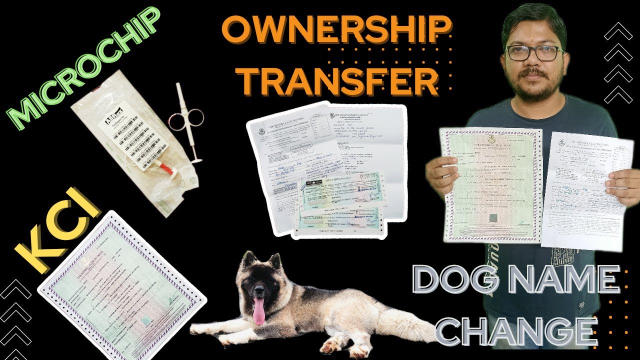 How To Change The Owner On Your Pets Microchip Registration Youtube