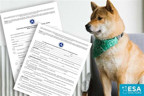 How To Do The Dot Tsa Service Animal Form Easy Guide