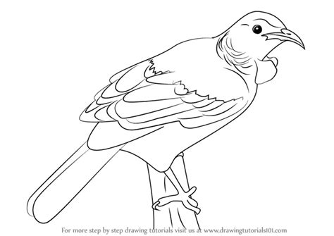 How To Draw A Tui Bird Printable Step By Step Drawing Sheet Images And Photos Finder