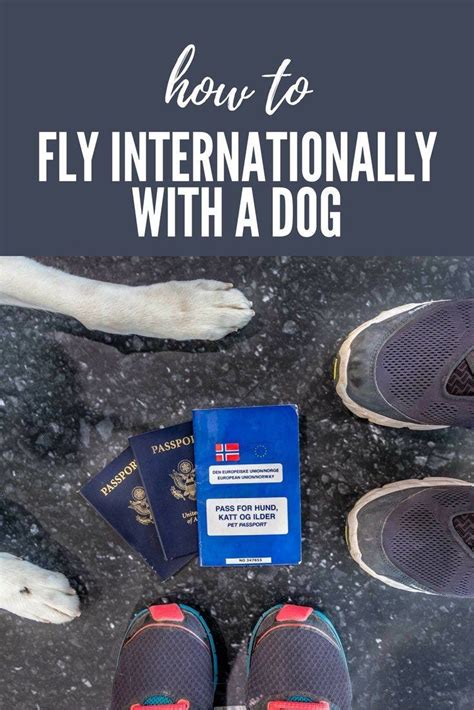 How To Fly Internationally With A Dog Long Haul Trekkers