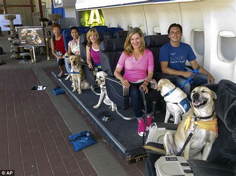 How To Fly With A Dog Tips On Traveling With Your Emotional Support