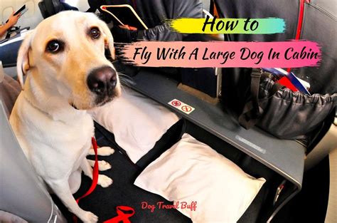 How To Fly With A Large Dog Pet Express