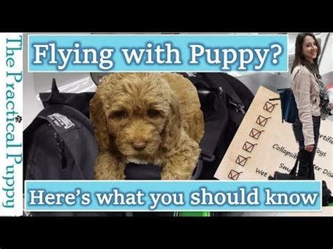 How To Fly With A Puppy In An Airplane Puppies Getting A Puppy