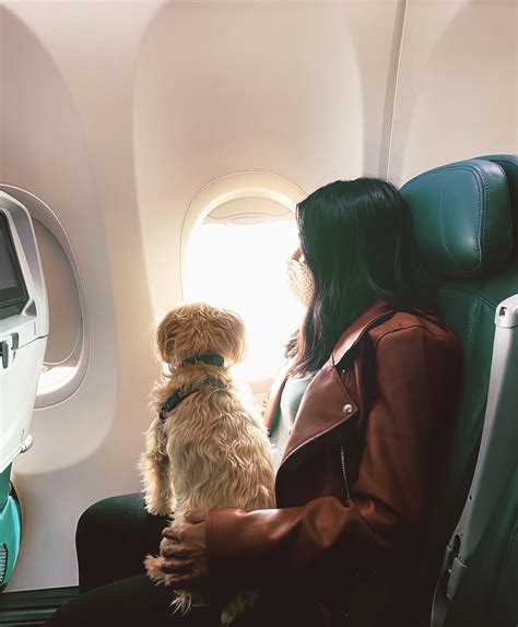 How To Fly With Your Dog