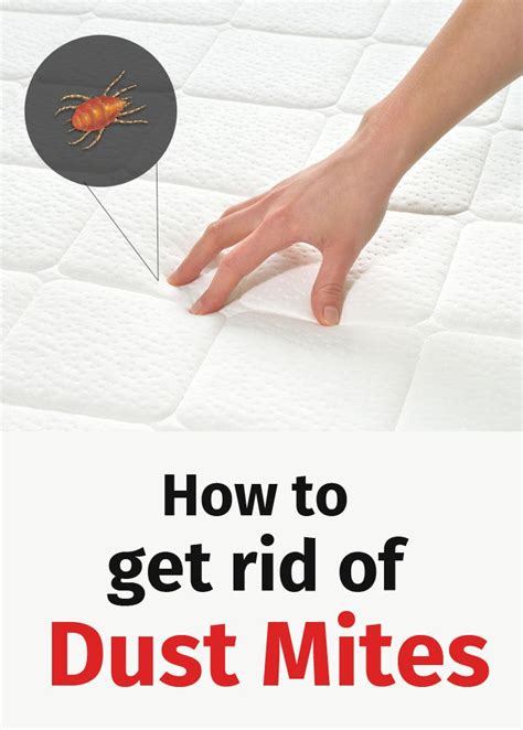 How To Get Rid Of Dust Mites 10 Things You Need To Know