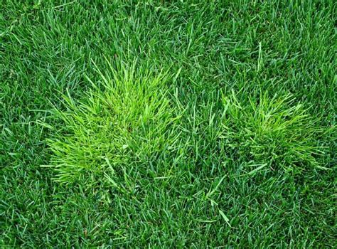 How To Get Rid Of Poa Annua 5 Lawn Safe Methods For Annual Bluegrass Control Pepper Amp 39 S Home