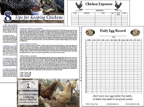 How To Keep Poultry Farm Record For Layers Poultry Farm Guide