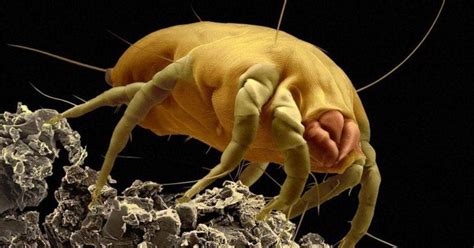 How To Kill Dust Mite With Ozone Forever Ozone