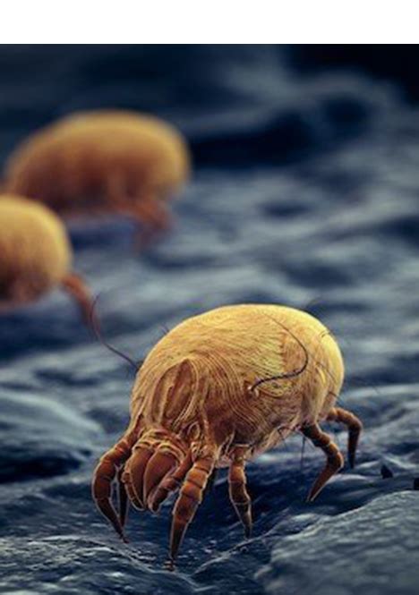 How To Kill Dust Mites With Pest Control Services Types Of Mites