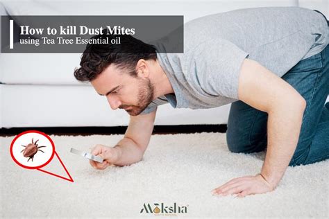 How To Kill Dust Mites With Tea Tree Oil All About Dust Mites