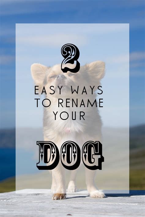 How To Rename A Dog 2 Easy Tricks