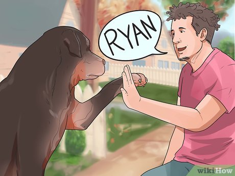 How To Rename A Dog Teaching And Choosing A New Name