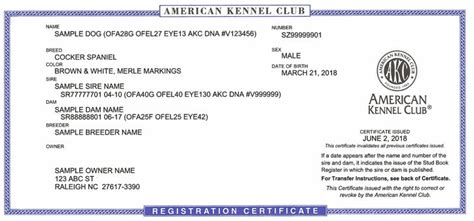 Verify AKC Paperwork Authenticity