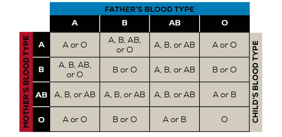 Human Blood Types Explained How Do Blood Types Work Blood Types