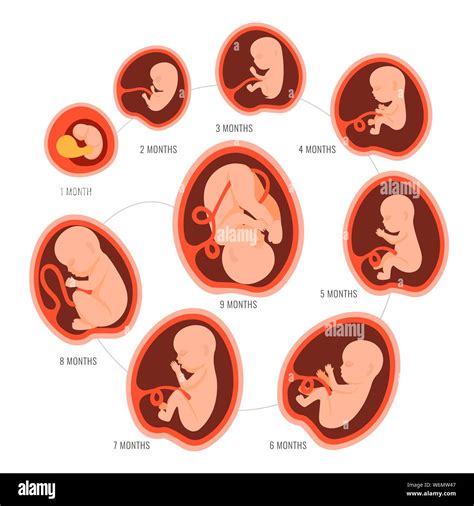 Human Embryo Stages Of Fetal Development 1 To 9 Months Human Fetus