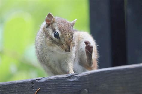 If You Care Leave It There Mn Dnr Tips On Abandoned And Orphaned