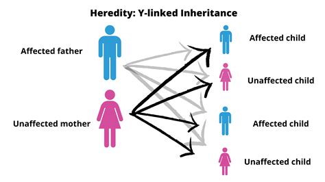 Inheritance Bio Types Of Inheritance Easy Peasy All In One High