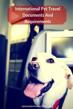 International Pet Travel Documents And Requirements