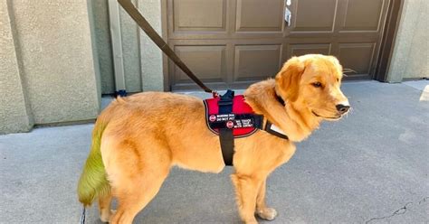 Interview With Hannah Cory On Service Animals Rocky Mountain Ada