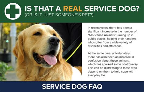 Is It Against The Law To Pet A Service Dog