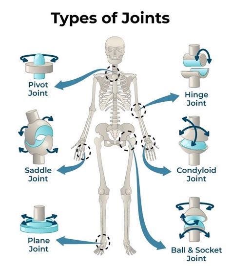 Joint Anatomy Joints Anatomy Basic Anatomy And Physiology Medical