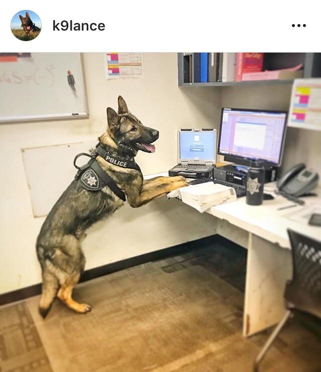 K9 Lance Catching Up On Paperwork R Dogswithjobs