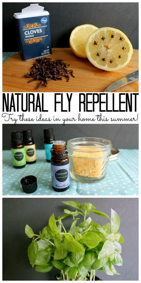 Keeping Flies Away 15 Natural Fly Repellent Tips And Recipes