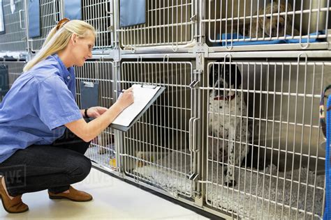 Kennel Inspections Veterinary Physician Dogs