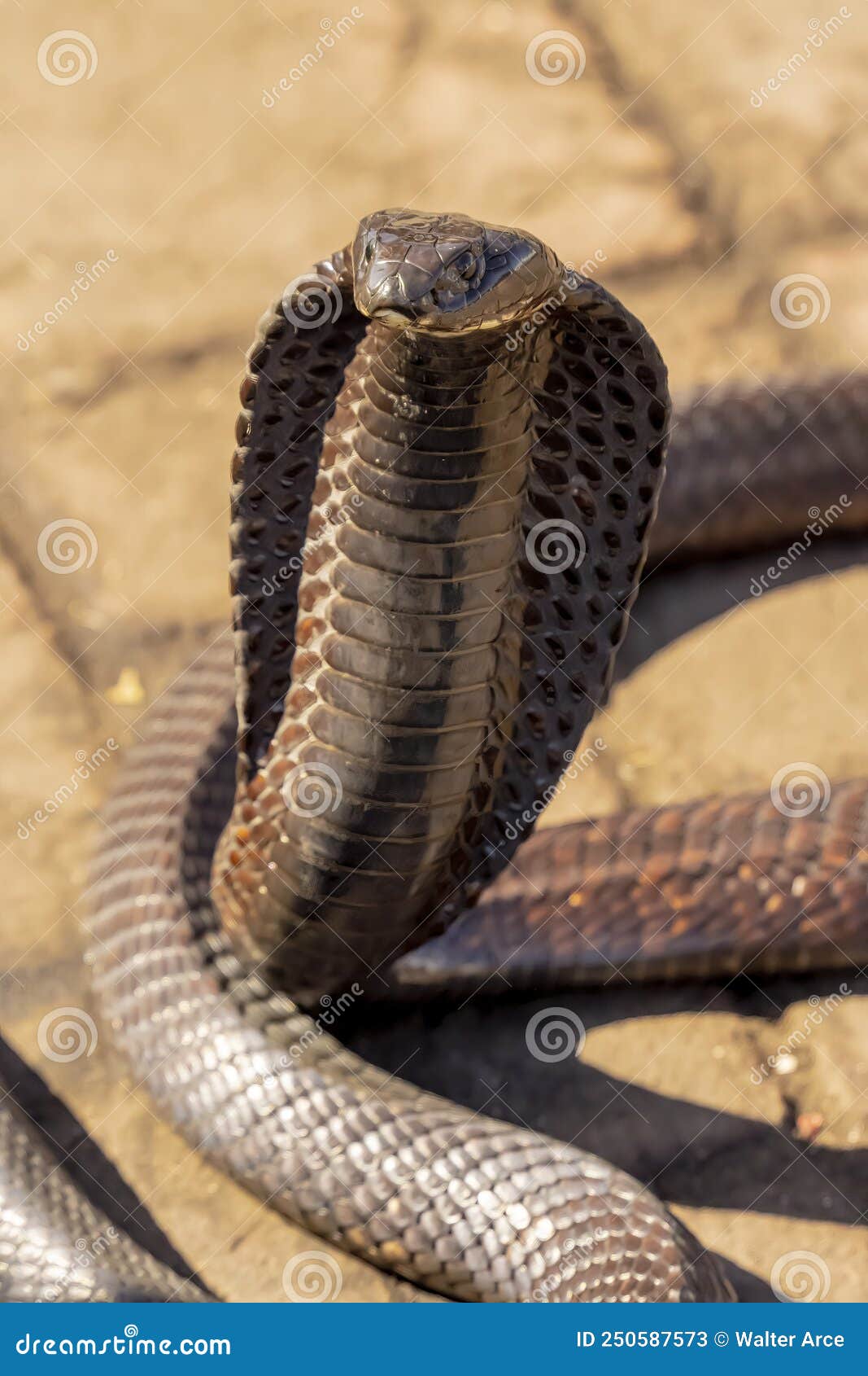 King Cobra The World S Largest Venomous Snake And Its Ecological