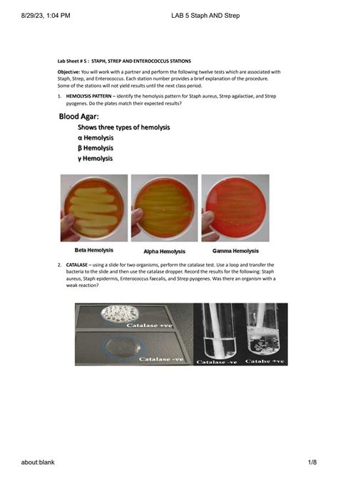 Lab 5 Staph And Strep Lab Sheet 5 Staph Strep And Enterococcus