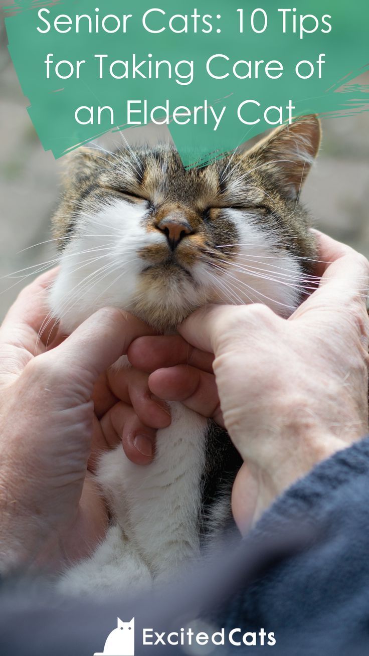 Lancaster County Shelter Staff Members Work To Find Senior Cats Forever