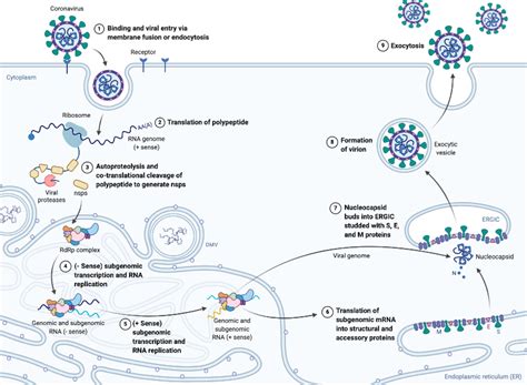 Life Cycle Of Coronavirus Biorender Science Templates