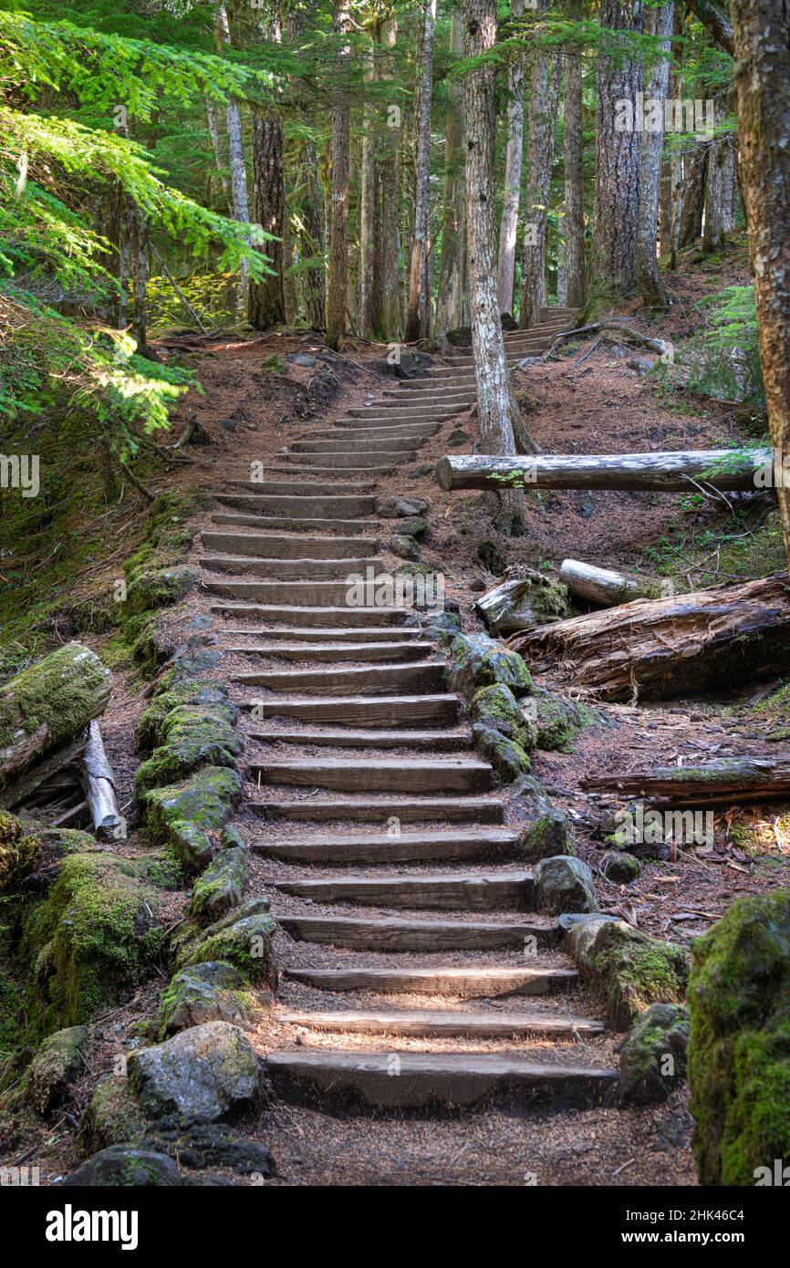 Log Steps On Mckenzie River Trail Cascade Mountains Linn County