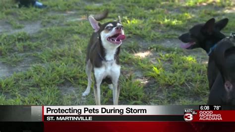 Making Pets A Part Of Your Evacuation Plan Youtube