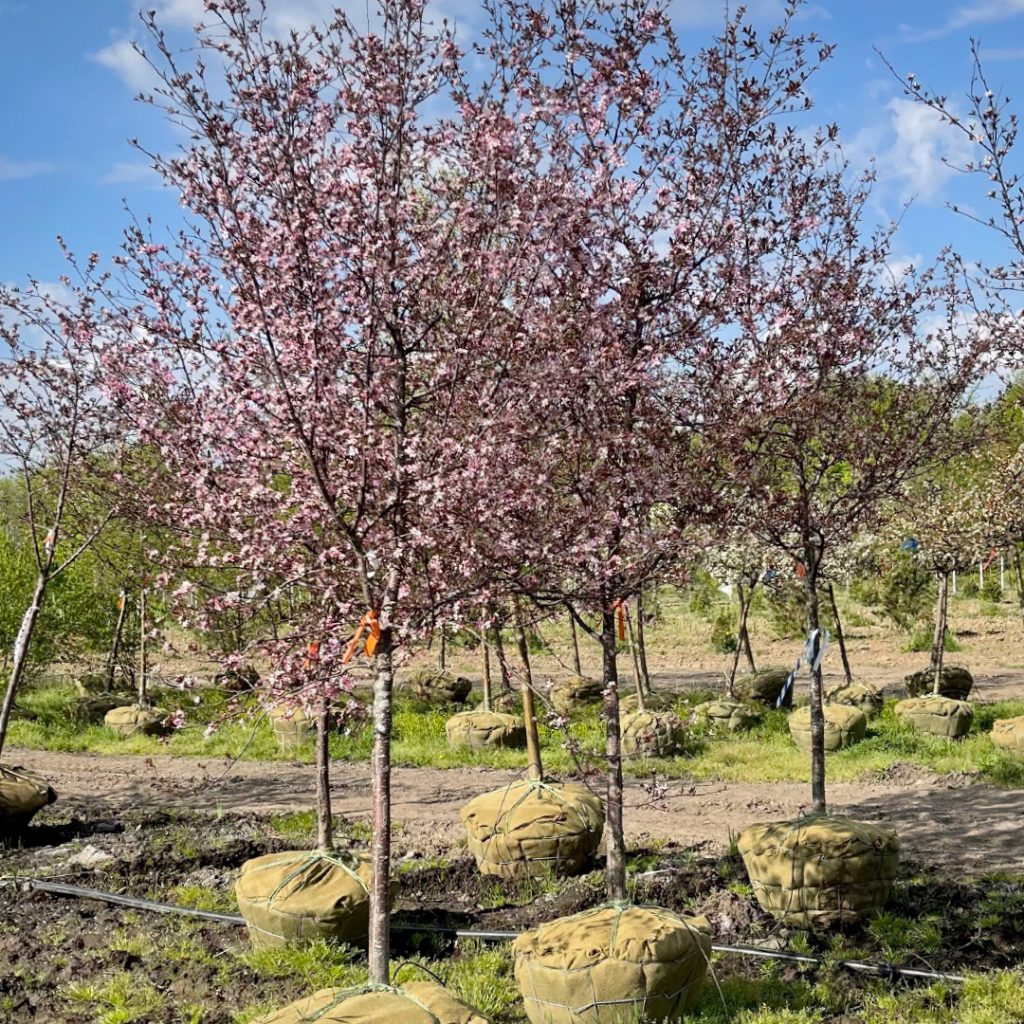 Malus Jfs Kw5 Pp 14374 Royal Raindrops Crabapple Doty Nurseries