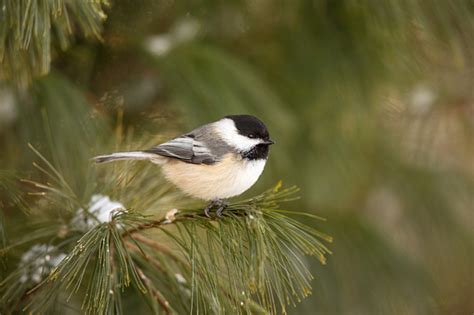 Masters Of Mother Nature Hardy Flora And Fauna Find Clever Ways To Endure Wisconsin Amp 39 S Winters