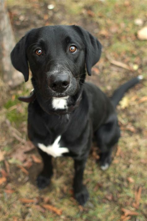 Max Labrador Retriever Mix