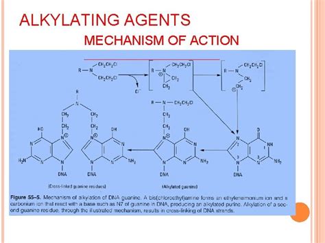 Mechanism Of Action Of Alkylating Agents A Formation Of Download Scientific Diagram