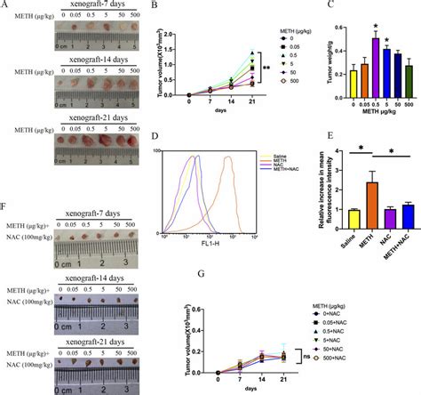 Meth Exposure Promoted Xenograft Tumor Formation In Vivo Hepg2 Cells