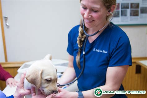 Microchip Implants For Cats Dogs Animal Clinic Of Billings