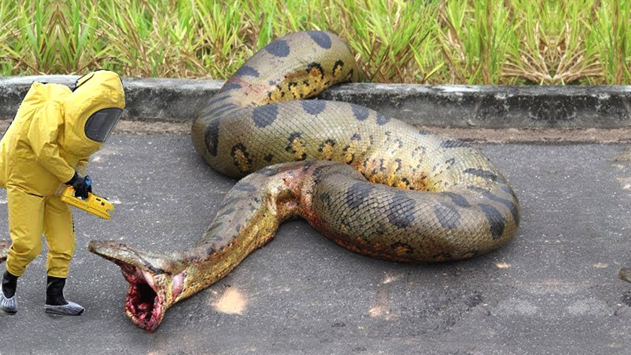 Missing Cobra Snake Found Dead In North Austin Youtube