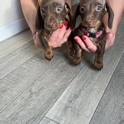 Mixed Litter Miniature Dachshund Is Available For Adoption