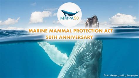 Mmpa Marine Mammal Protection Act