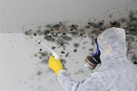 Mold Remediation Tips For Homeowners Wallpaper At Home