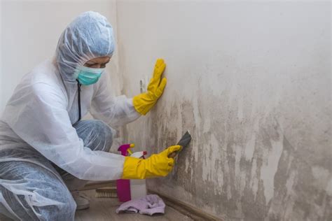 Mold Remediation Tips How To Get Rid Of Mold In House