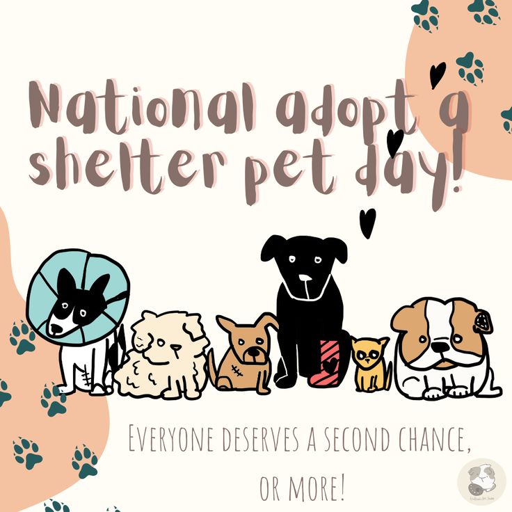 National Adopt A Shelter Pet Day Adopting A Dog Shelter Animals Needs